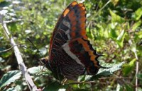 /album/fotogaleria/imageswhkmq605-jpg/